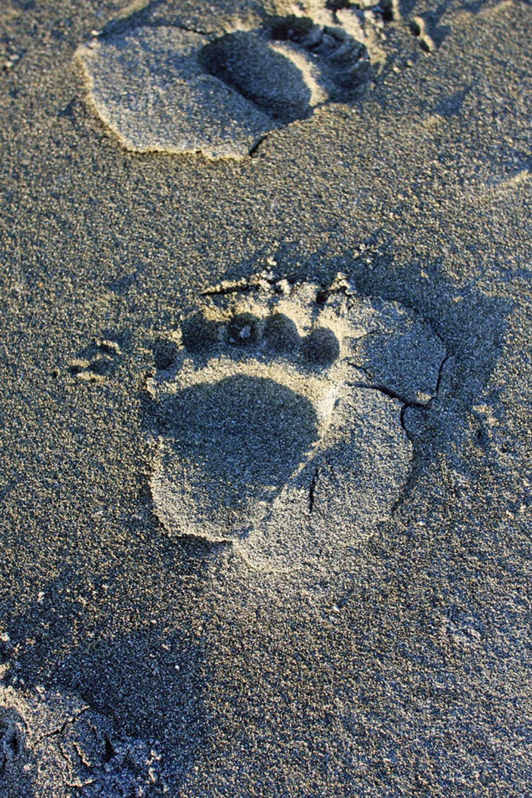 Bear tracks were found all along the beach.